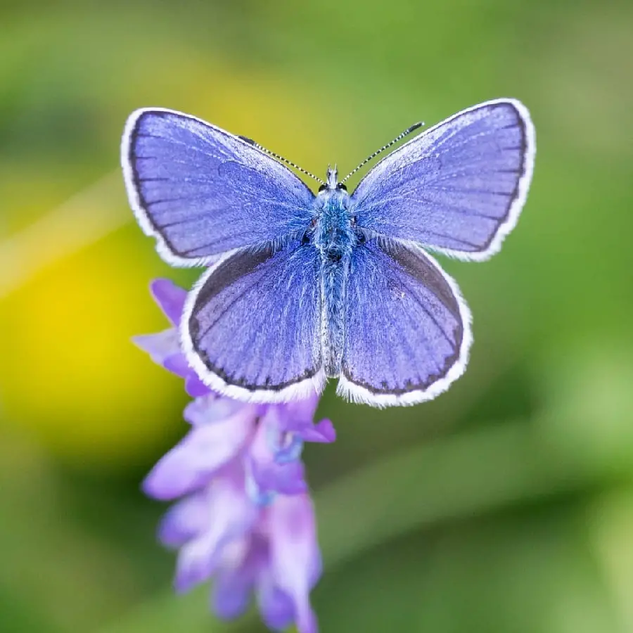 Gorgeous Butterfly Profile Picture Stunning Quality