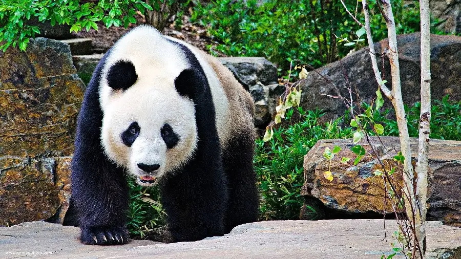 Emotional Sad Panda Profile Image