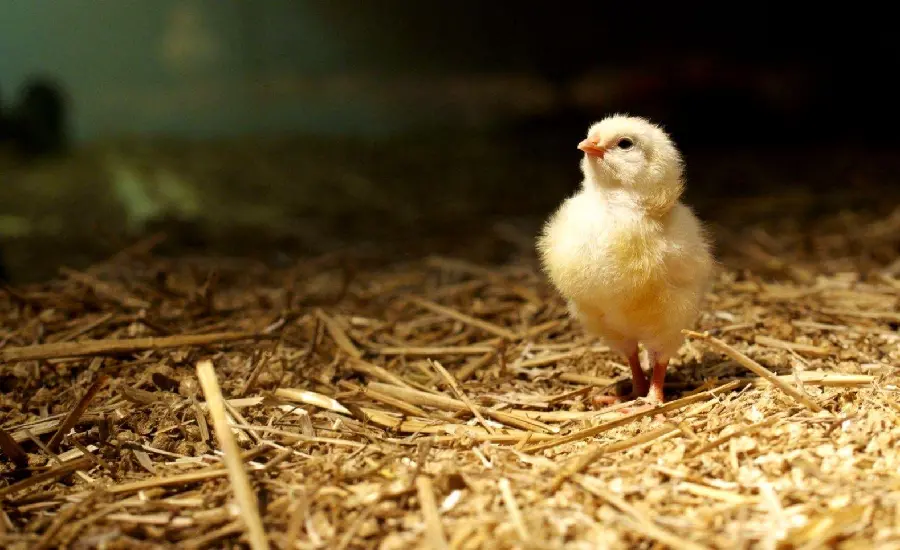 Colorful Yellow Chick Photo Series for Nature Lovers
