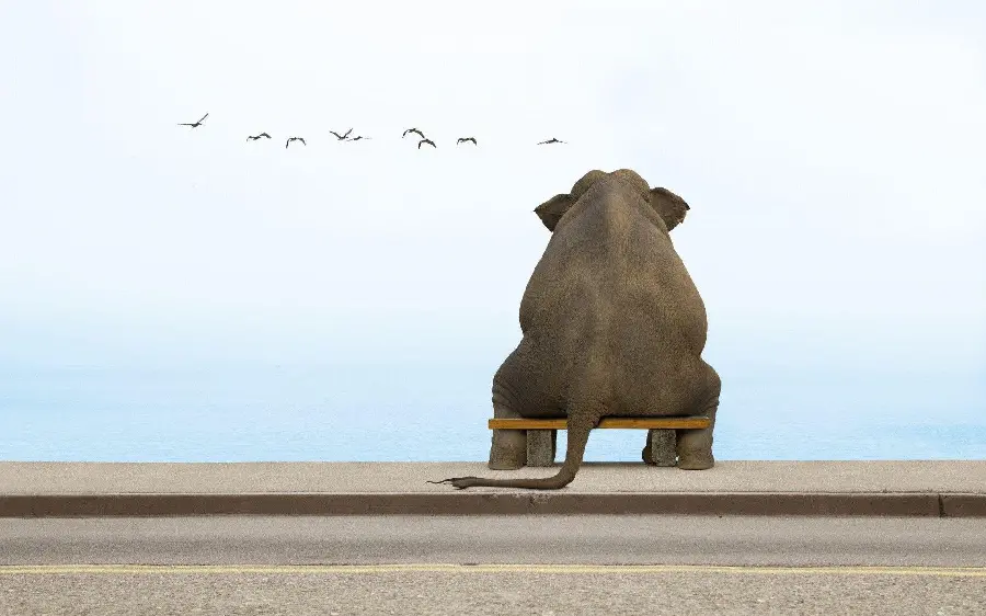 High Quality Cartoon Elephant Image For Creative Projects