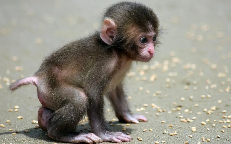Adorable Baby Monkey Grooming High Quality Photo