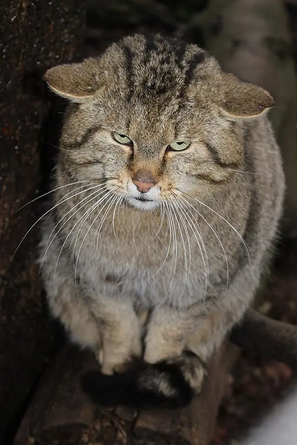 Beautiful European Wildcat Picture