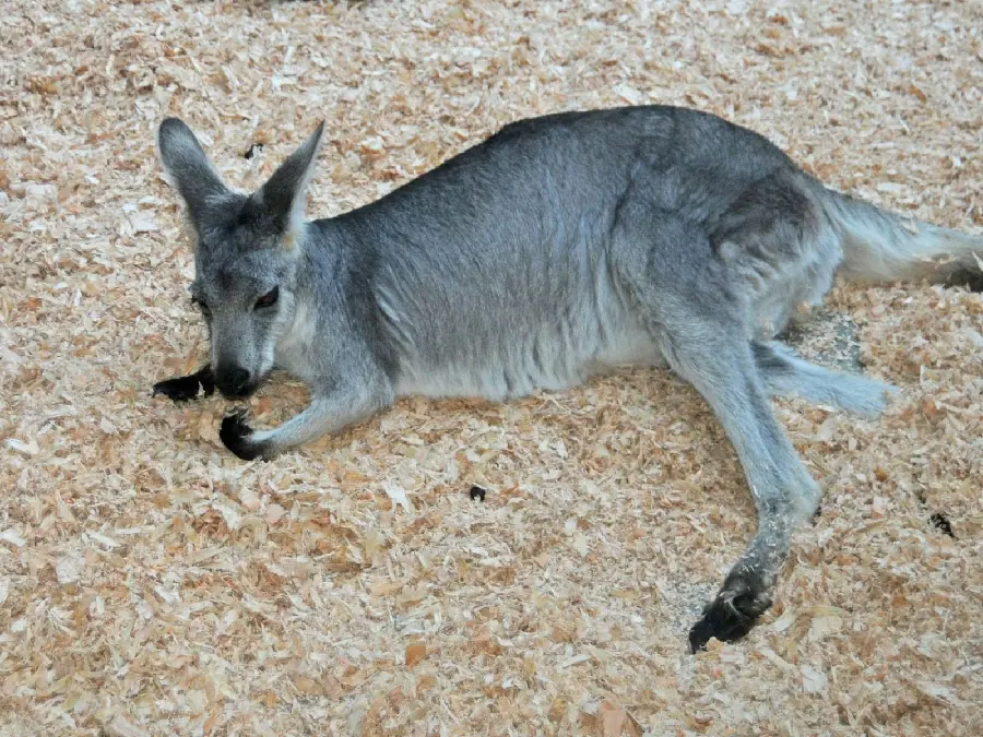 Kangaroo Background HD Image Unique Locomotion