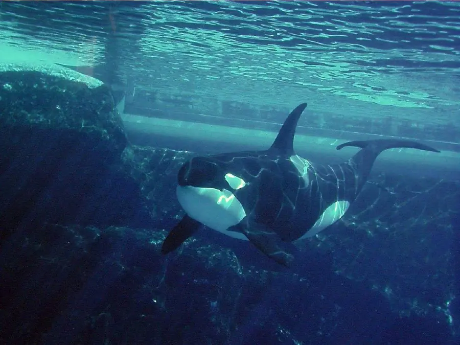 Best quality killer whale wallpaper