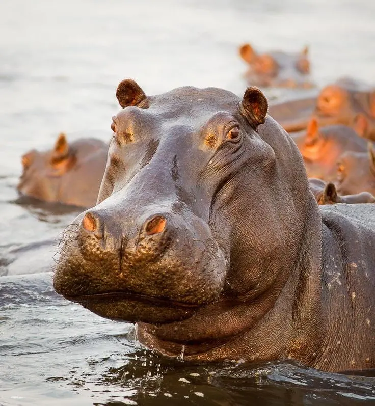 World Hippo Day photo of semi aquatic mammal in best quality