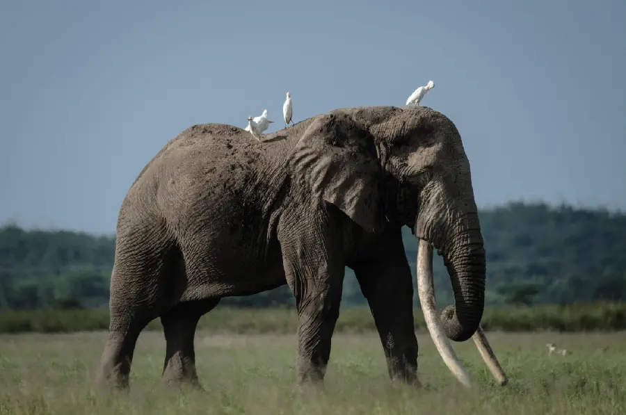 African Elephant Photo Download