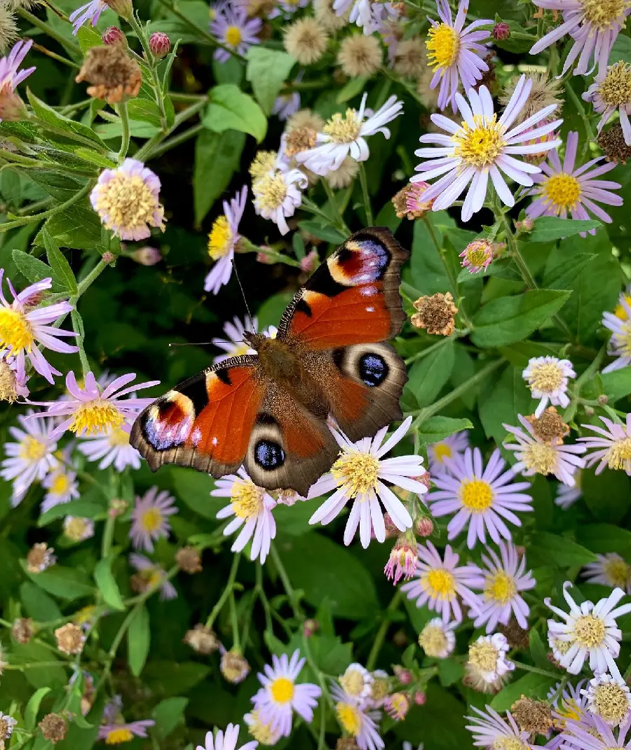 Flower and butterfly phone wallpaper