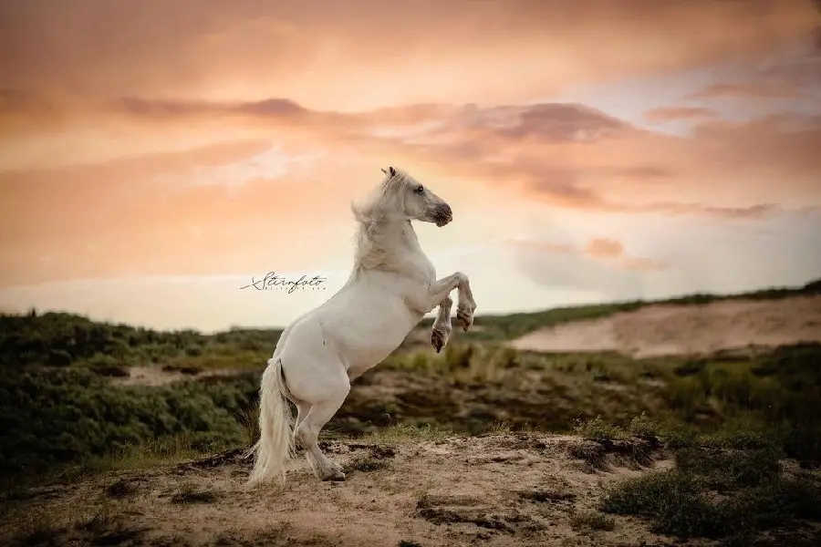 Energetic White Horse Wallpaper in a Sunset Meadow