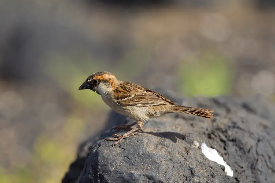 High quality photo of Iago sparrow species