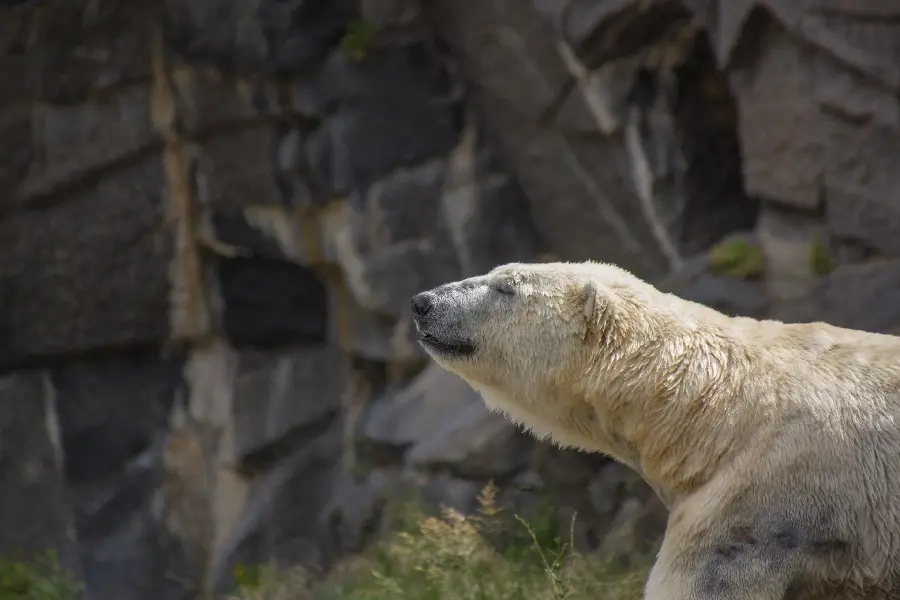 Polar Bear Wallpaper HD Background Perfect For Screens