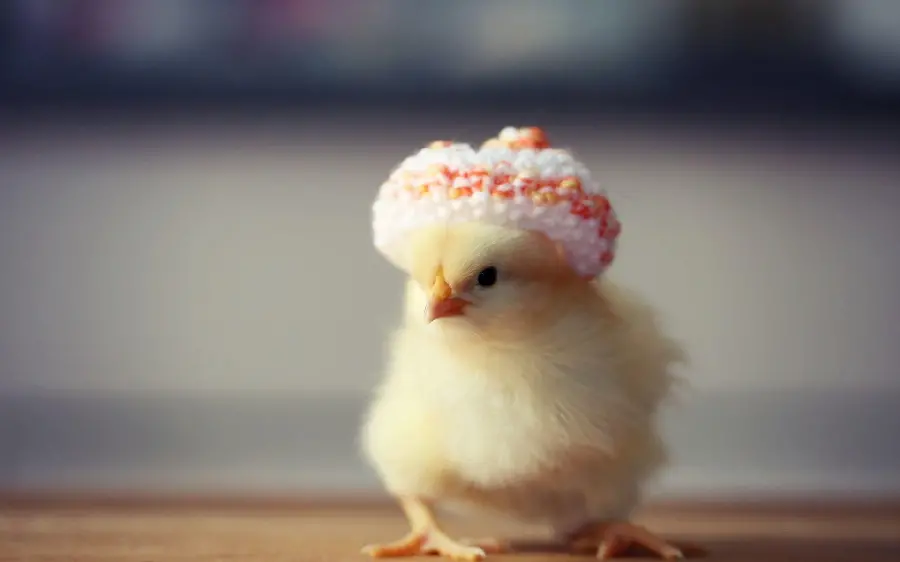 Funny Yellow Chicks Photo Series for Humor and Joy