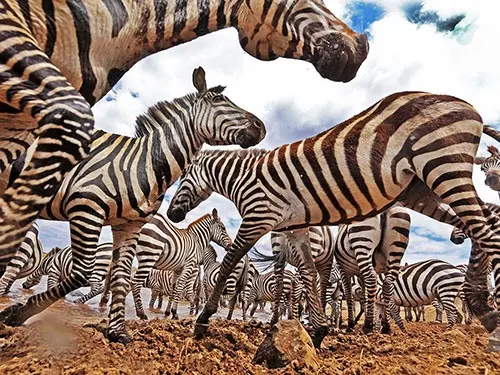 Cute zebra picture high quality wallpaper