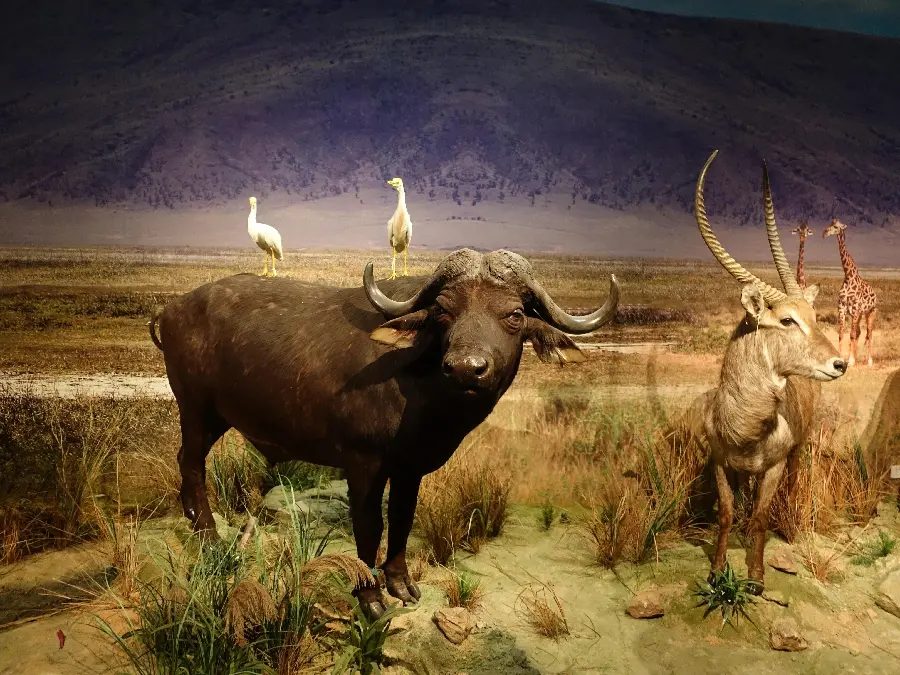 Scary Buffalo With Long Powerful Horns High Quality Image