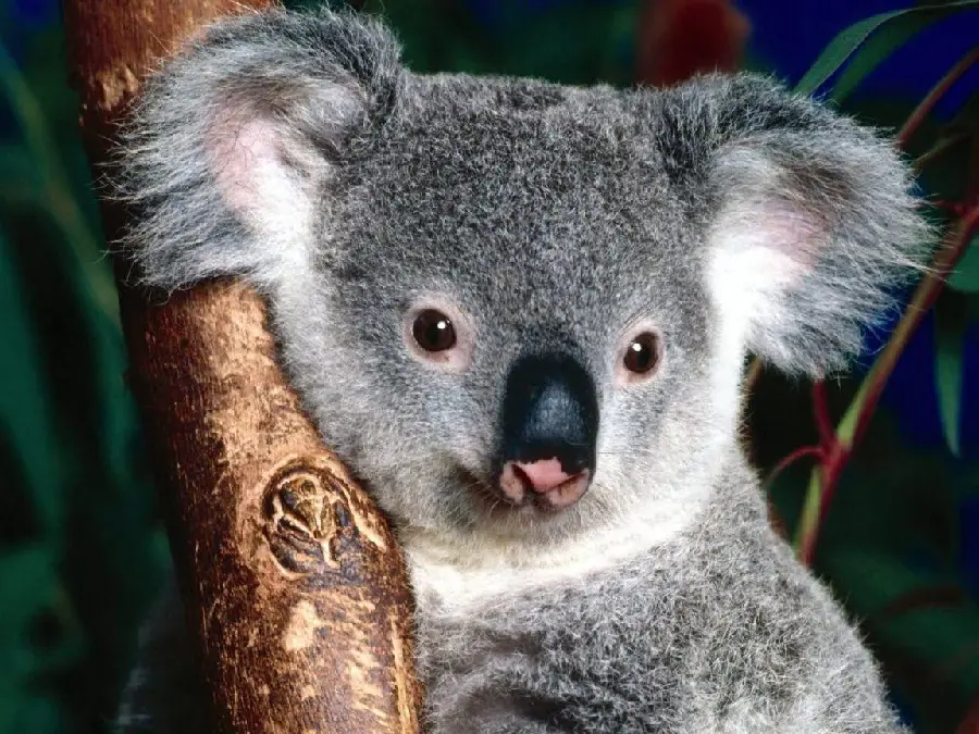 Tired Koala Photos in HD Quality