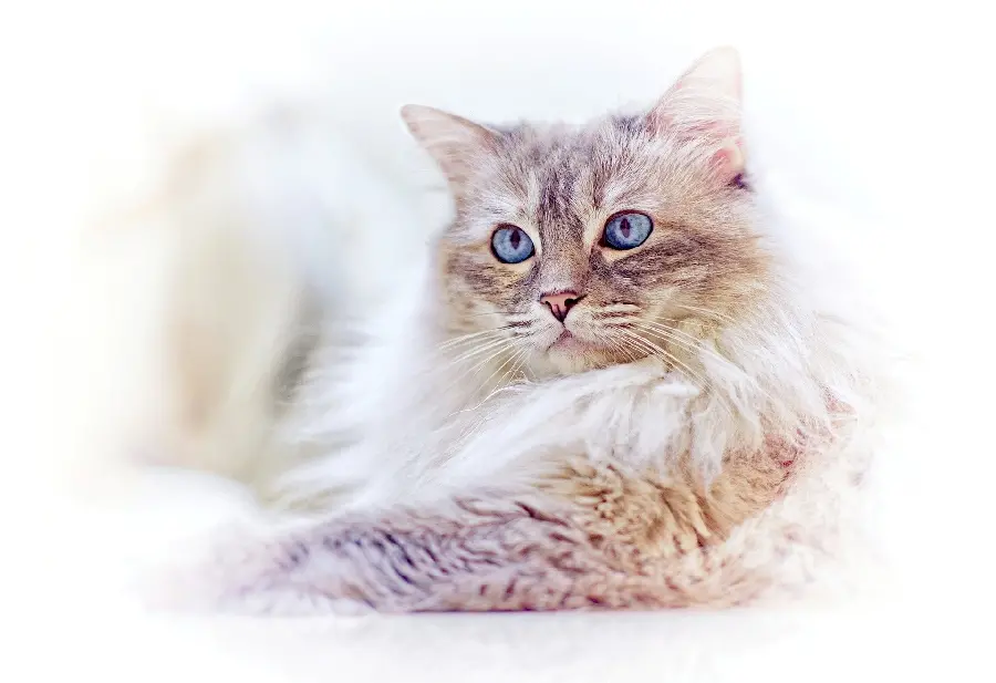 High Quality Cute Cat Profile Picture