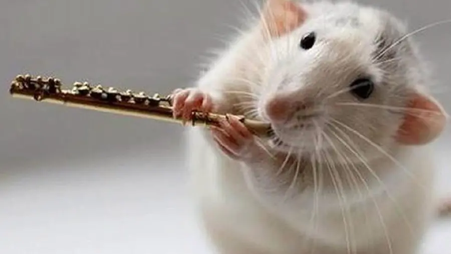 Beautiful rat photo for computer wallpaper