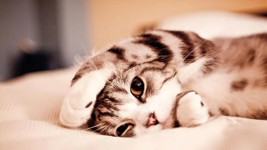 Cute cat picture high quality wallpaper