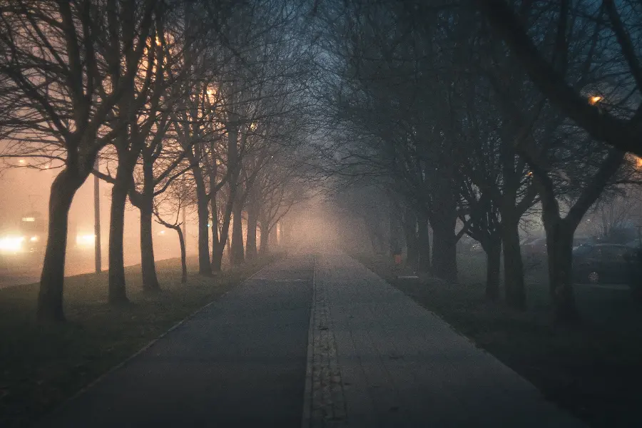 Download Wallpaper of Beautiful Leafless Trees on a Cold Night
