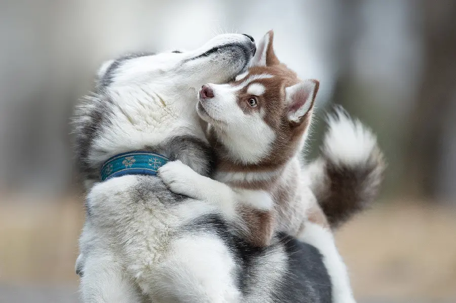 Very cute Husky puppy photo in HD quality