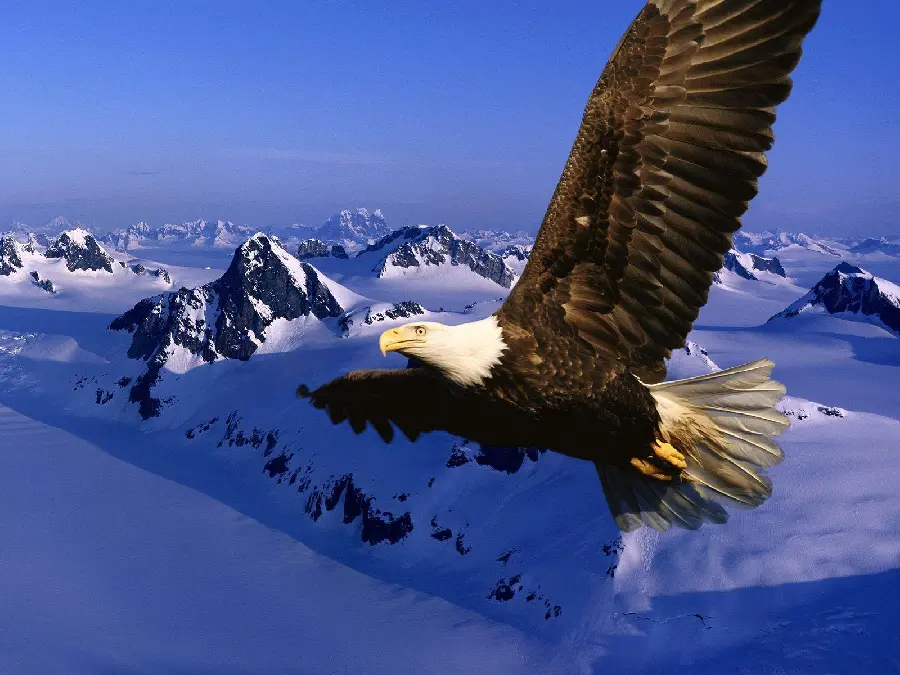 Eagle in Flight Photo Capturing Speed and Grace