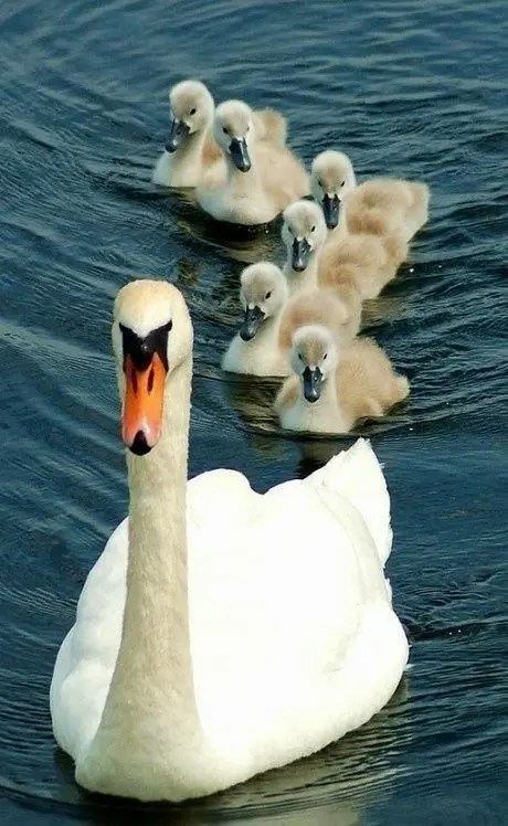 Beautiful Swan Family With Cygnets