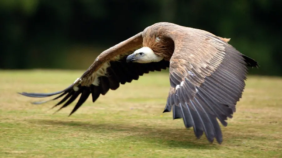 High Quality Condor Bird Photography Download