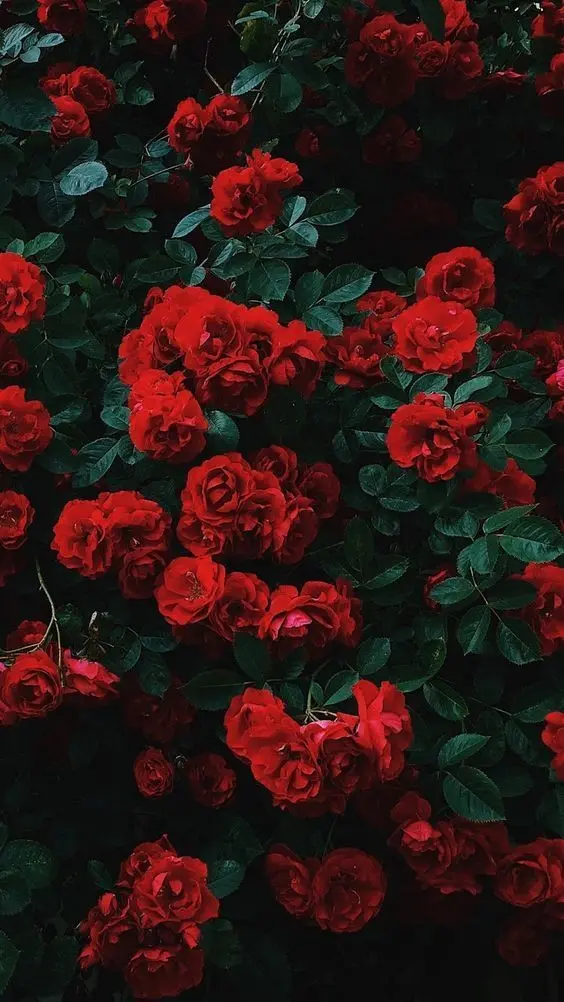 Red Flower Bush Wallpaper High Resolution