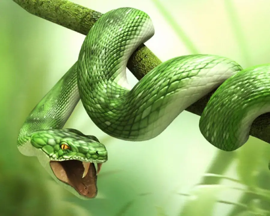 Green Snake HD Photo Natural Habitat