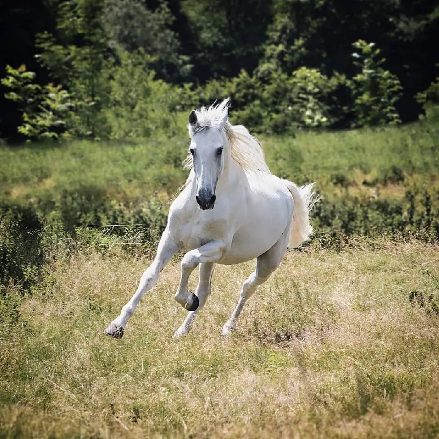 Rare High-Quality Wallpaper of a Running White Horse