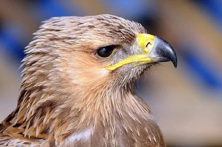 Iranian Golden Eagle High Quality Photo for Collectors