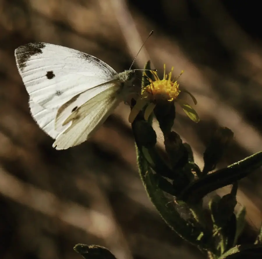 High Quality White Butterfly Wallpaper