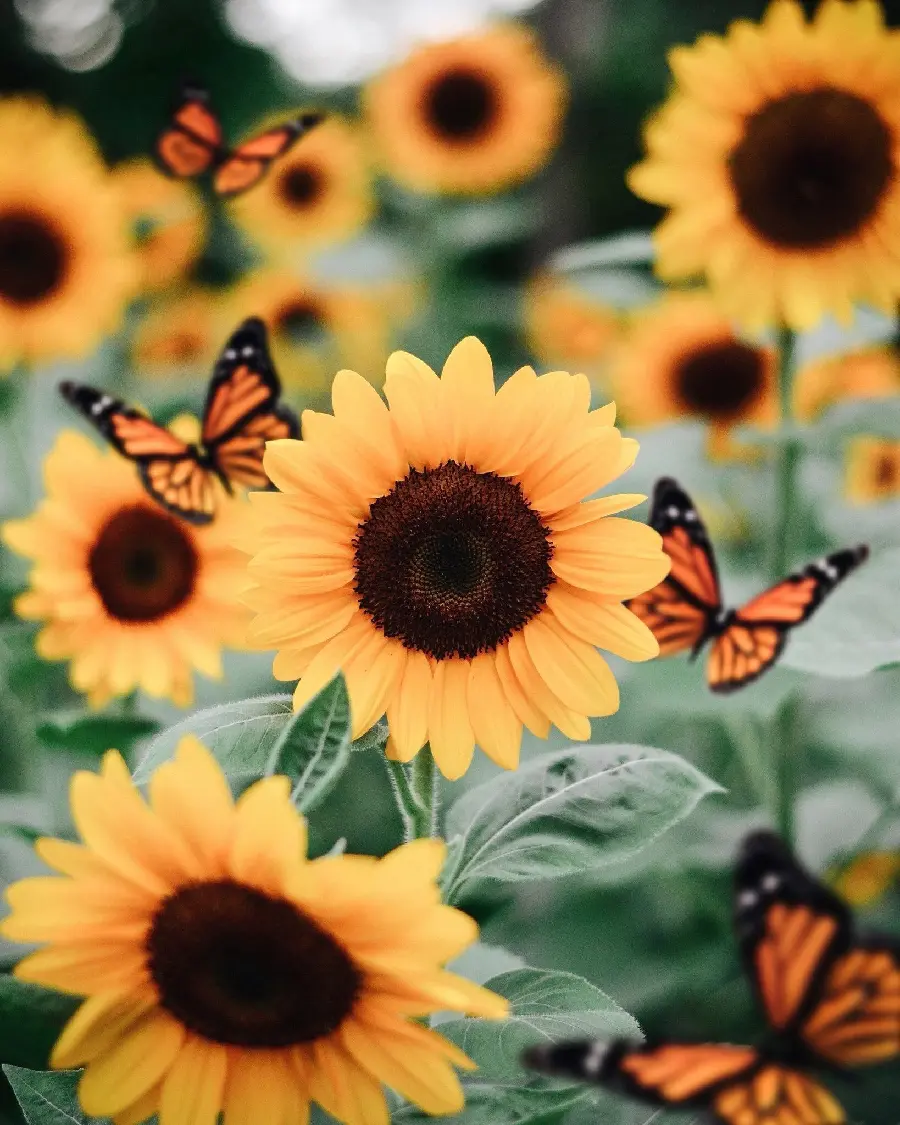 Butterfly on sunflower profile photo