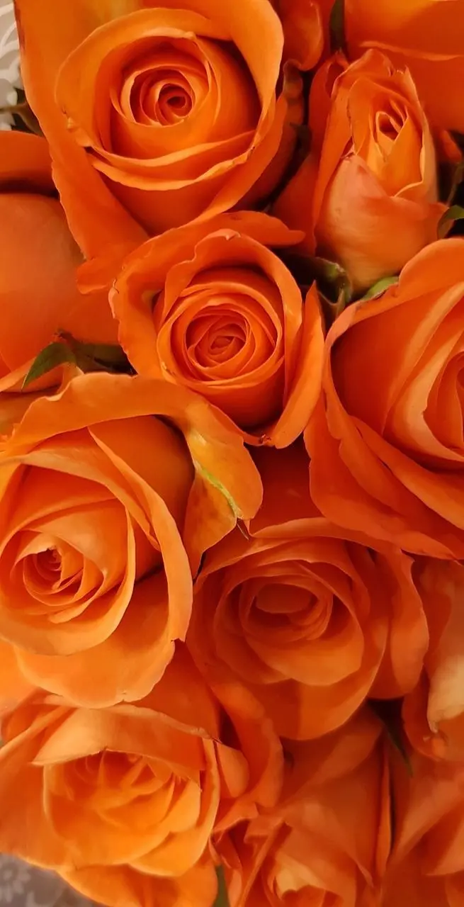 Orange flowers wallpaper 4K quality