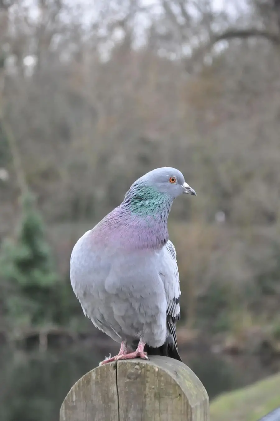 Quality Pigeon Photo for Bird Watchers and Photographers