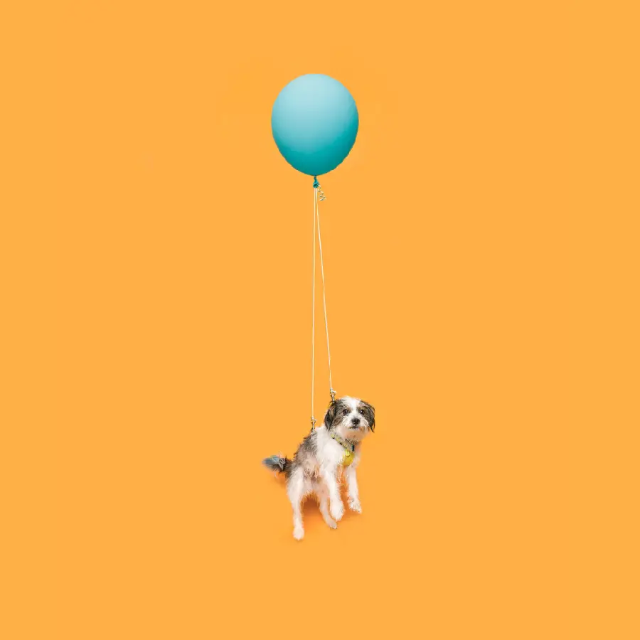 Funny Dog Photo with Perfect Background for Content
