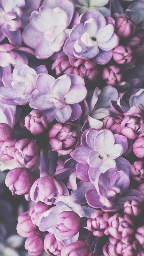 Full HD purple flower phone background premium quality