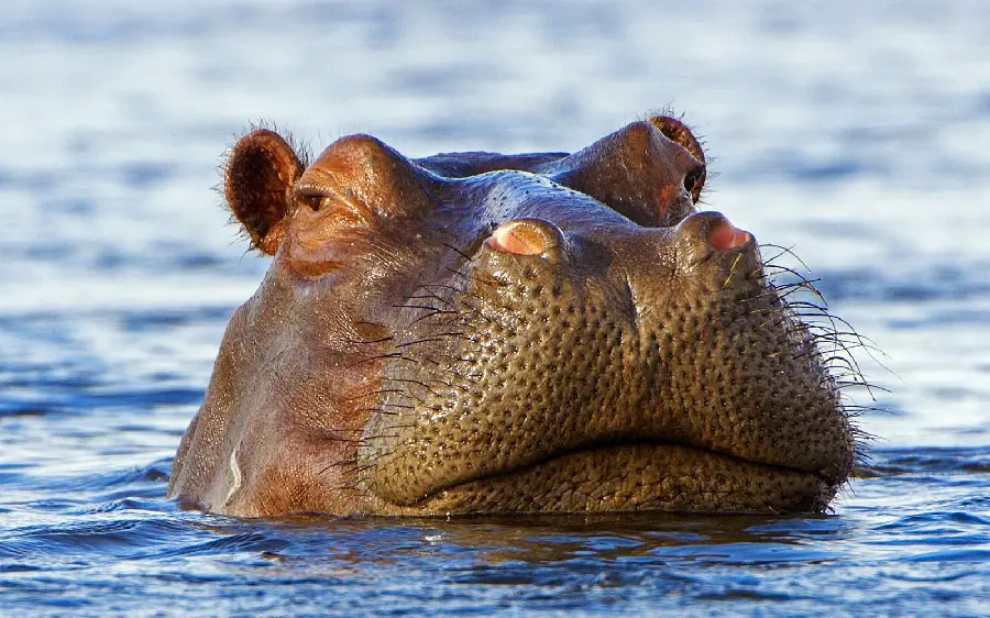 Marine Hippopotamus HD Quality Underwater Photo