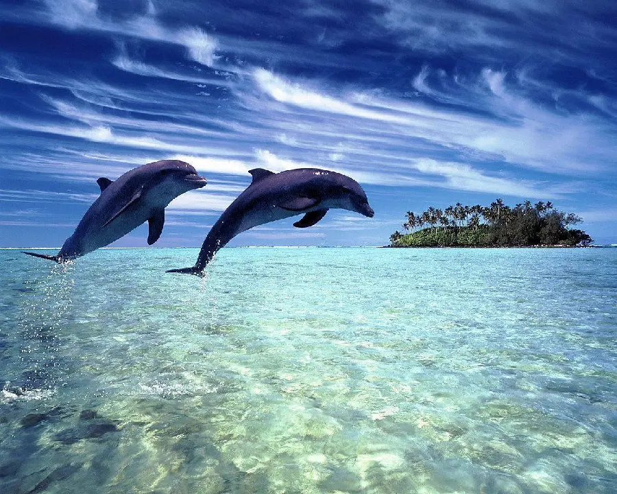 Real beautiful dolphin background photo
