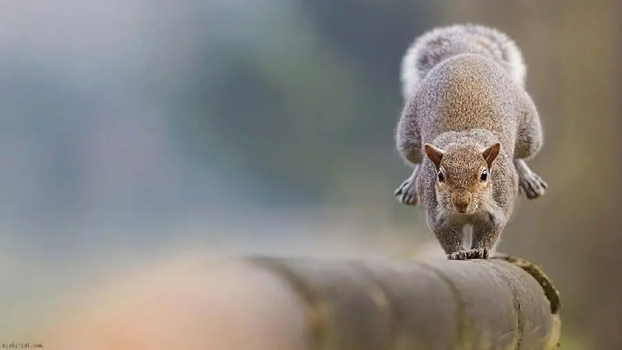 Playful Squirrel HD Picture