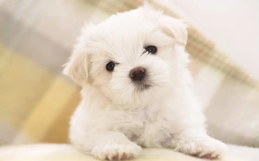 Funny dog picture high quality wallpaper