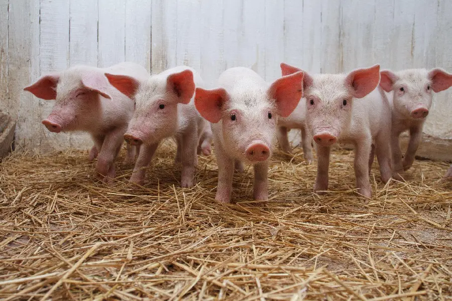 Real Pig High-Resolution Image