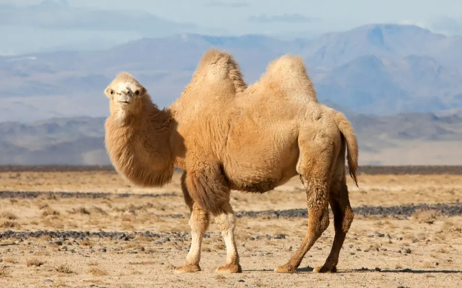 Desert Camel With Prominent Humps Photo In High Resolution