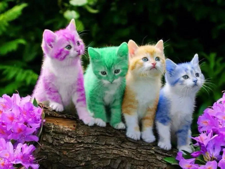 Vibrant Colorful Fantasy Cats Photo In High Resolution Quality