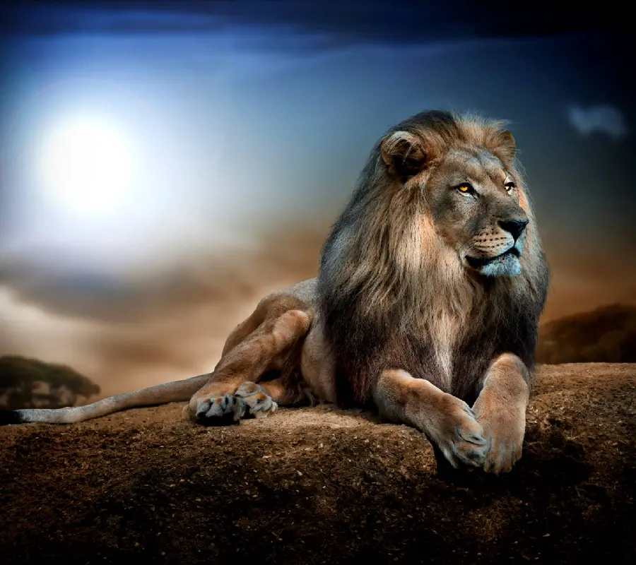 Wild Lion in HD Quality - Stunning Wildlife Image