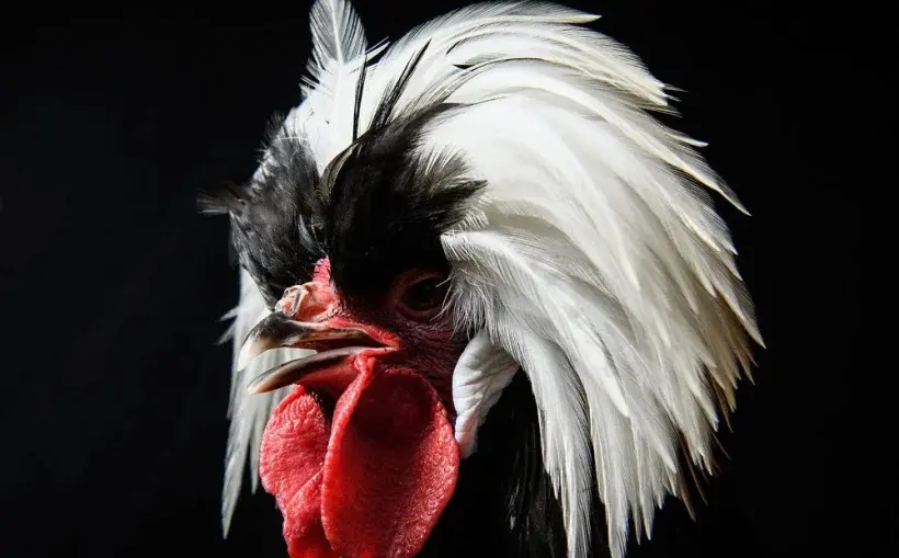 Countryside Rooster in Natural Habitat