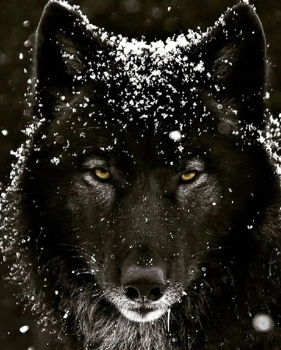 High Quality Scary Black Wolf Photo Showing Maternal Care