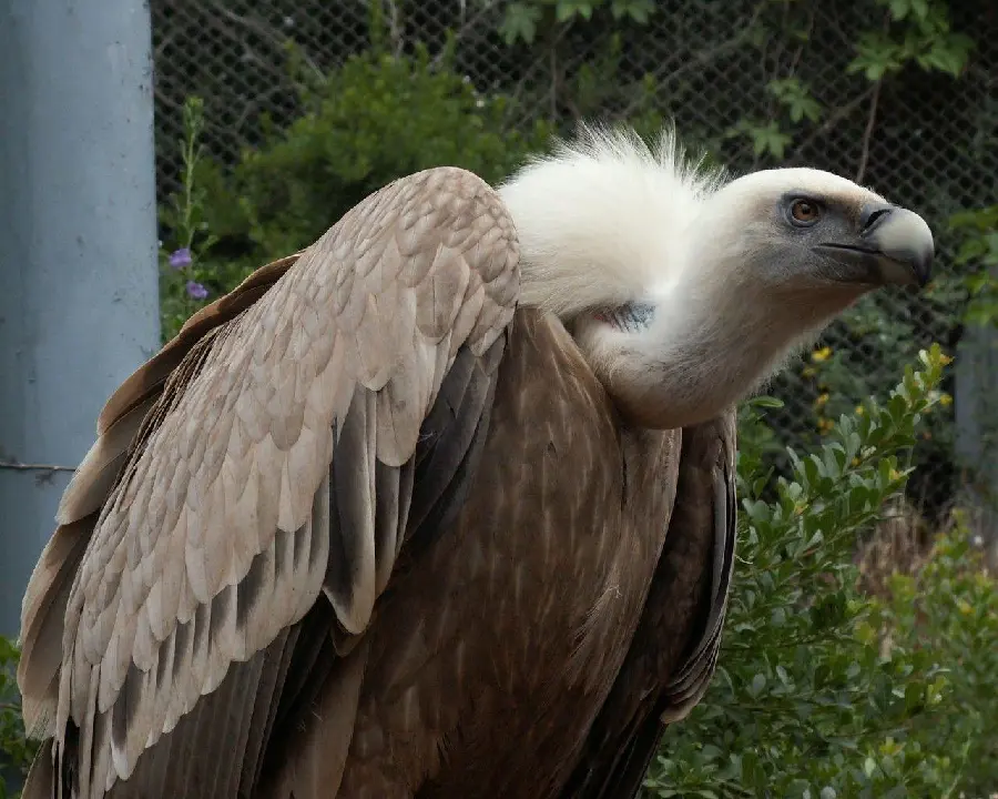 Condor Bird Wildlife Photography Premium