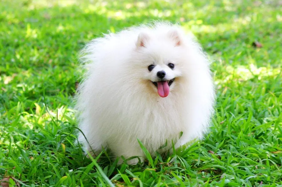 White Pomeranian dog photo in high quality