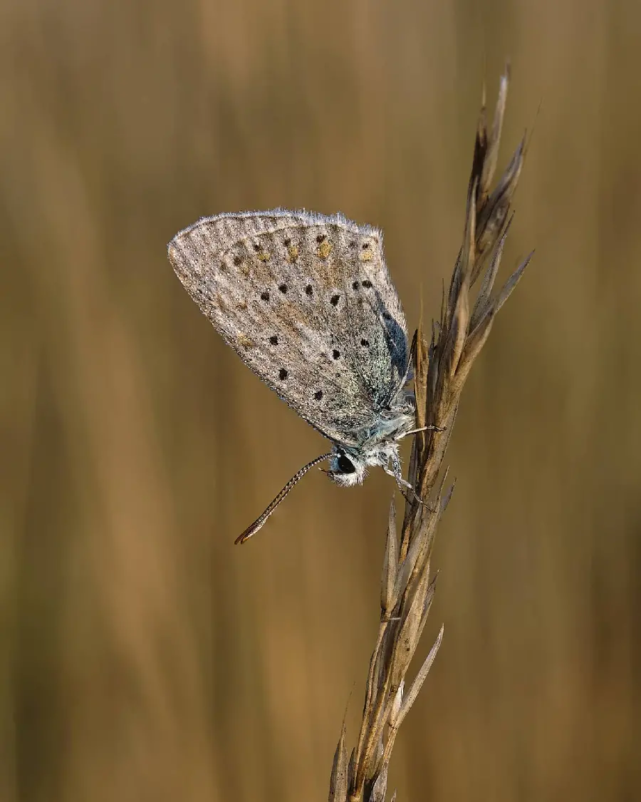 HD Quality Butterfly Wallpaper for Social Media