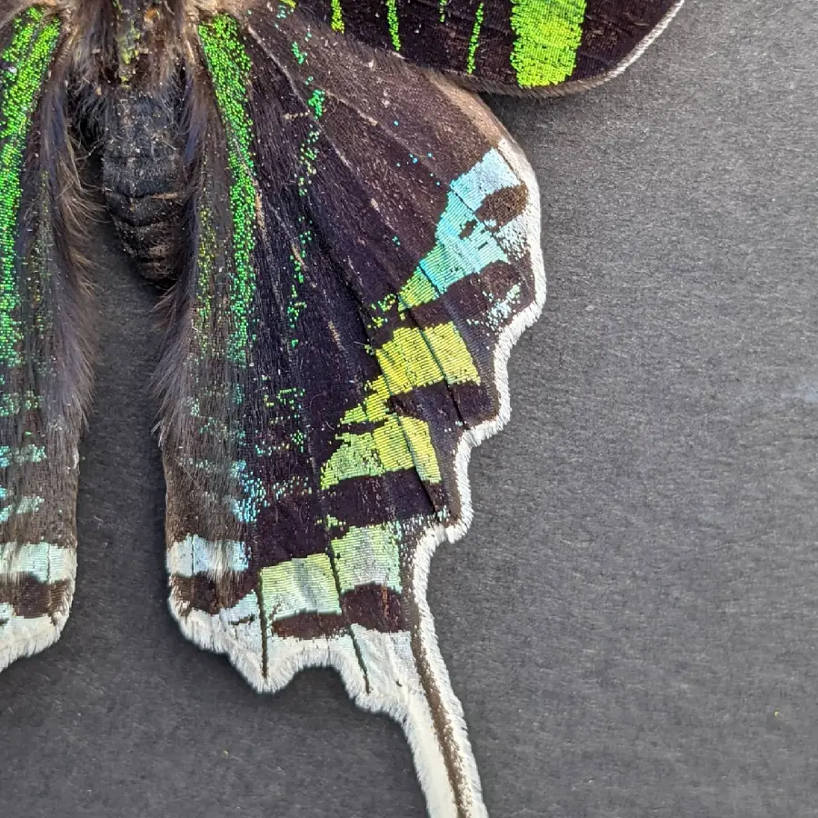 High quality butterfly tail background
